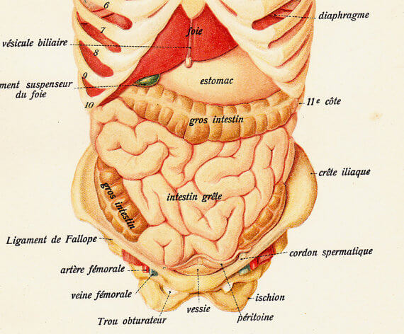 Comment Prendre Soin De Ses Visc res Et De Ses Organes Comment Prendre Soin De Ses Visc res Et De Ses Organes