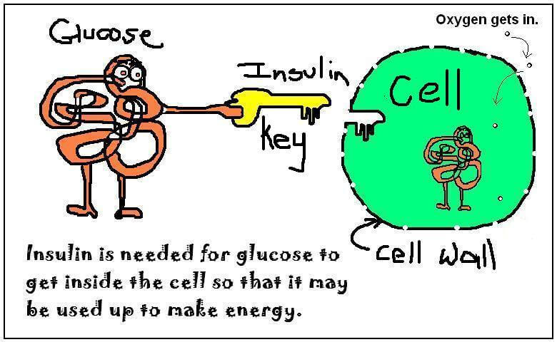 glucose-needs-an-insulin-key