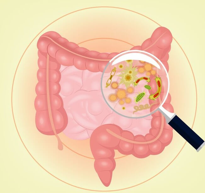 Les Probiotiques - Tout savoir sur les probiotiques et leurs effets