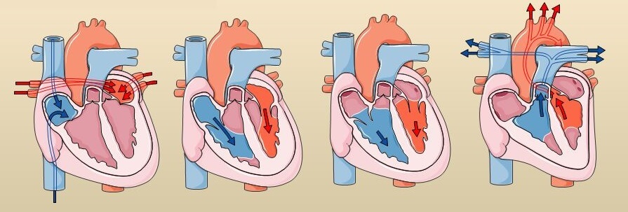 cœur et cycle cardiaque