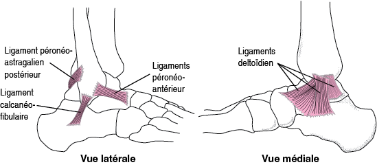 Le Pied Et La Cheville Comprendre Ses Douleurs Et Le R le De L 